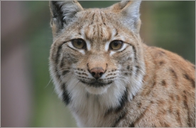 <p>RYS OSTROVID (Lynx lynx) Zoo Děčín</p>
